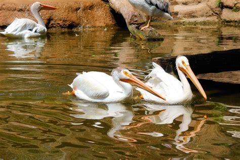 Zoo Pelicans Free Stock Photo Public Domain Pictures