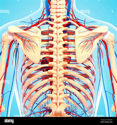 Posterior Back View Stock Photos & Posterior Back View Stock Images - Alamy