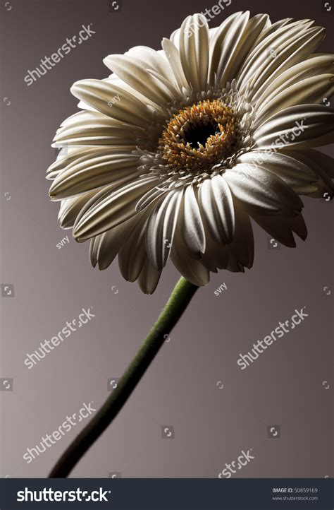 White Flower Over Dark Gradient Background Stock Photo 50859169