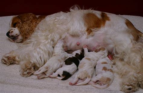 The images have been flipped to provide a left and right cufflink. Joanna - A Red and White Parti Color American Cocker Spaniel | Spaniel puppies, Dog flea ...