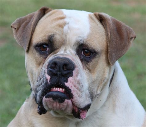 We have developed a breeding program to produce all around sound american bulldogs. Top Johnson American Bulldog Breeders - Bulldog Lover