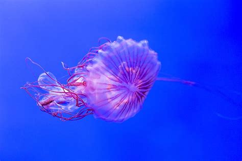 The Worlds 6 Most Dangerous Jellyfish Worldatlas