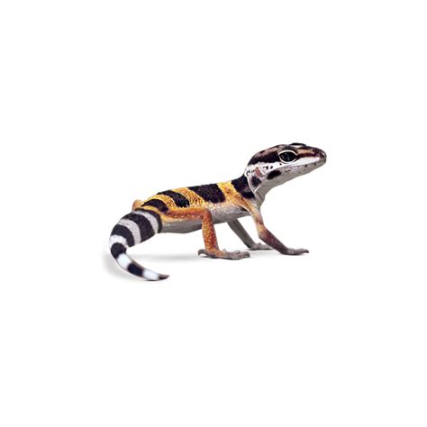 Find blue tongue lizards for sale, near you and across australia. Leopard Geckos for Sale | Buy Pet Leopard Geckos | Petco