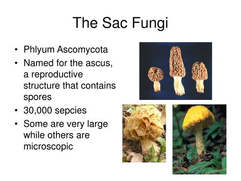Ppt Classification Of Fungi Powerpoint Presentation Free Download