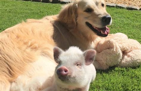 This Piglet Loves Her Dog Bff So Much She Thinks Shes A Puppy