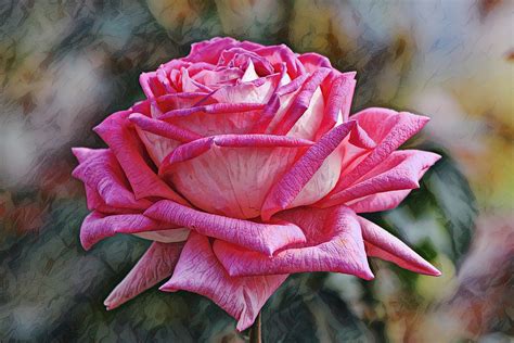 Big Pink Rose Close Up Photograph By Gaby Ethington Fine Art America