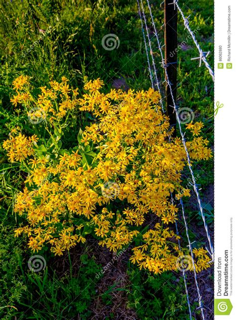 Yellow Wildflowers In Texas Stock Photo Image Of Star Petals 86062880