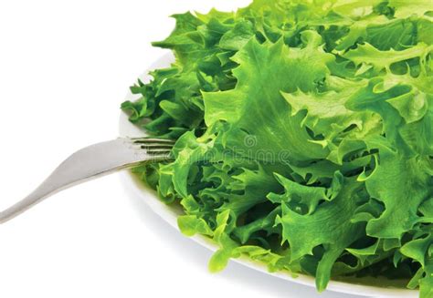 Lettuce On A White Plate And A Fork Stock Photo Image Of Fork
