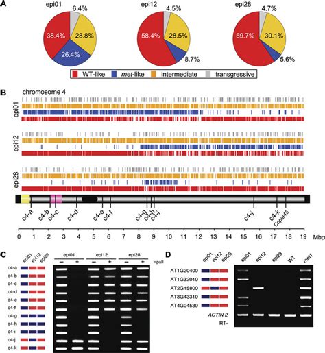 Epigenomic Mapping Of Dna Methylation Polymorphisms A Genome Wide