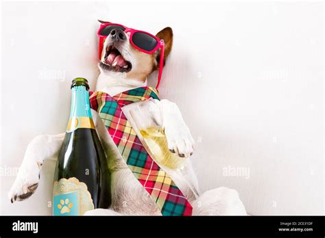 Drunk Hangover Dog Stock Photo Alamy