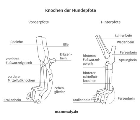 Anatomie Der Hundepfote Einfach Erklärt