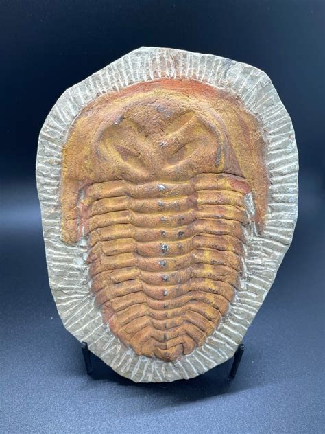 Large Paradoxides Sp Trilobite Fossil Plate 100 Authentic Etsy