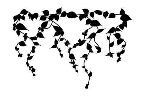 Ivy Vine Silhouette Black Color Illustrations Royalty Free Vector