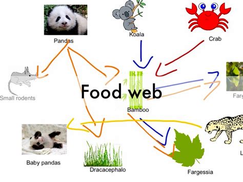 Giant Pandas by Maria Laura Manzanares