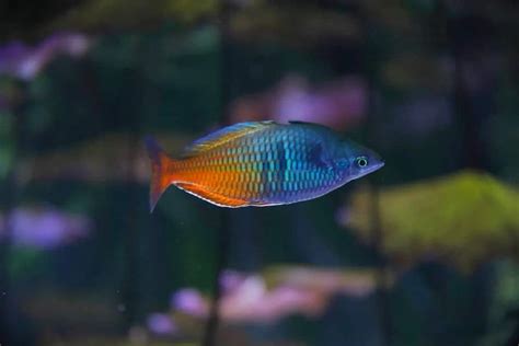 Fish guide for red rainbowfish, glossolepis incisus, salmon red rainbowfish profile with red rainbowfish photos and description, rainbowfish care, habitat, diet and behaviors, keeping the red. 10 Different Types of Rainbowfish