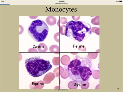 Monocytes Animal Medicine Vet Medicine Veterinary