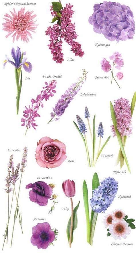 Diamo un nome a fiori e piante. Fiori lilla | Mazzo di fiori, Fiori e Idee giardino