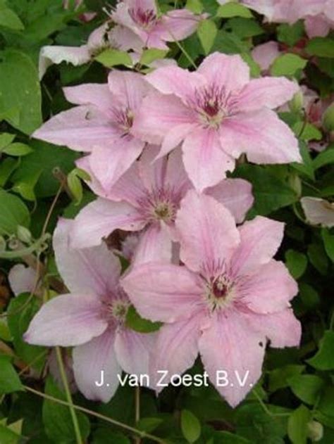 Maybe you would like to learn more about one of these? Clematis 'Hagley Hybrid' | Clematis online kaufen