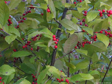 Winterberry Our Native Holly — Menunkatuck Audubon Society