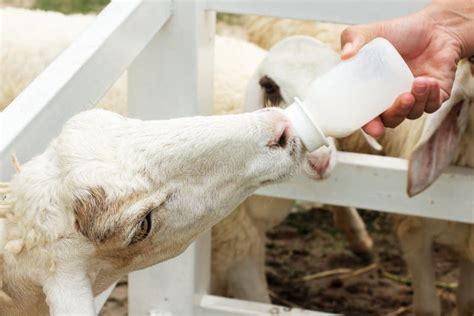 Sheep Feeding Stock Photo Image Of Adult Animal Meadow 70164442