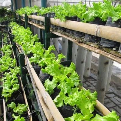Tips Bertanam di Lahan Sempit dengan Cara Unik -Bukan.Info | KUMPULAN