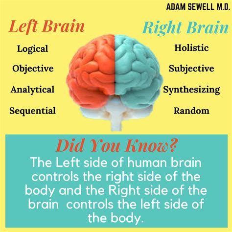 The Left Side Of The Human Brain Controls The Right Side Of The Body