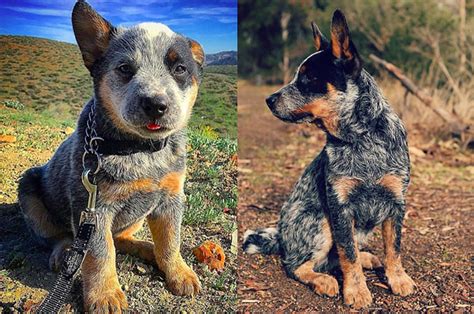 Blue Heelers Wallpapers Tv Show Hq Blue Heelers Pictures 4k