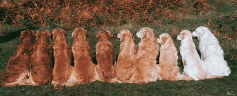 Golden Retriever Colors 3 Colors They Come In And 2 They Dont