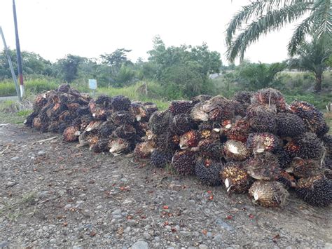 Berapa harga emas hari ini? Harga Sawit di Mukomuko Bertahan Tinggi | Bengkulu Ekspress