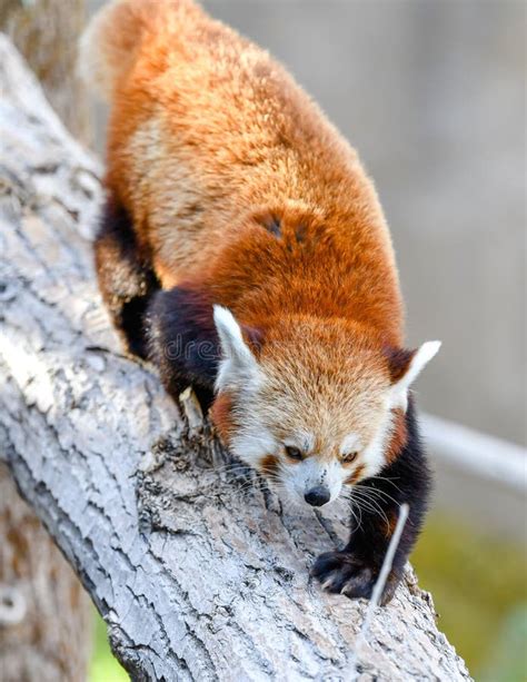Vertical Closeup Shot Of A Rare Species Of Red Panda Climbing Down A