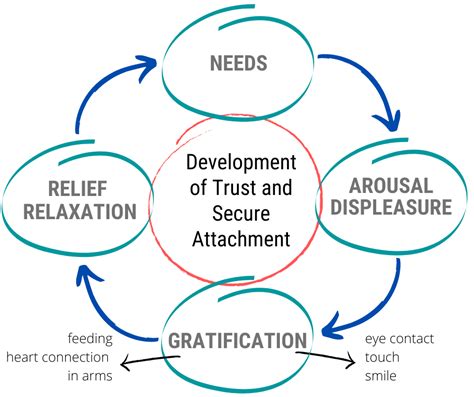 What Is The First Year Of Life Attachment Cycle Evergreen