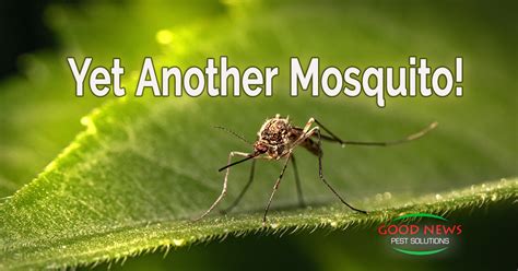 Yet Another Mosquito Pest Control In Venice Fl Good News Pest