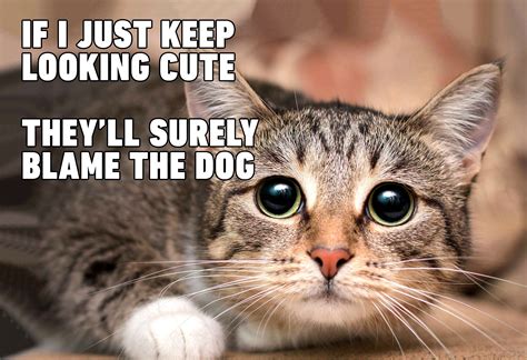 Hilarious Cat Memes Clean Ok News