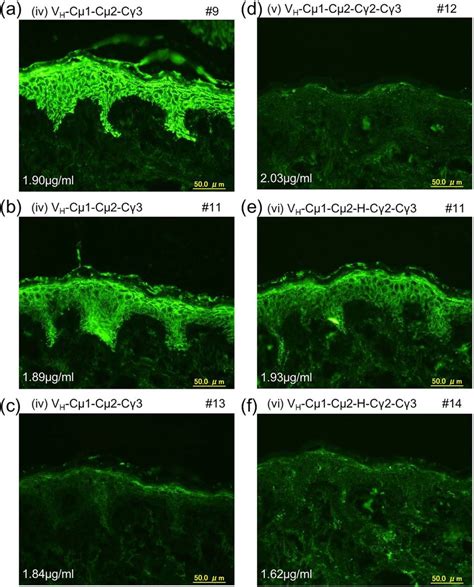 Immunofluorescence Of Normal Human Skin A F Immunofluorescence Was