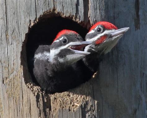 Pileated Woodpecker Babies Bird Nerd Pinterest