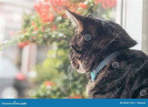 Young Tabby Cat Looking Out Window Stock Photo Image Of Grey