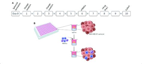 Maybe you would like to learn more about one of these? | Establishment of 3D co-culture of breast cancer cell ...