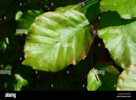 Beech Leaf Copper Beech Green Stock Photo Alamy