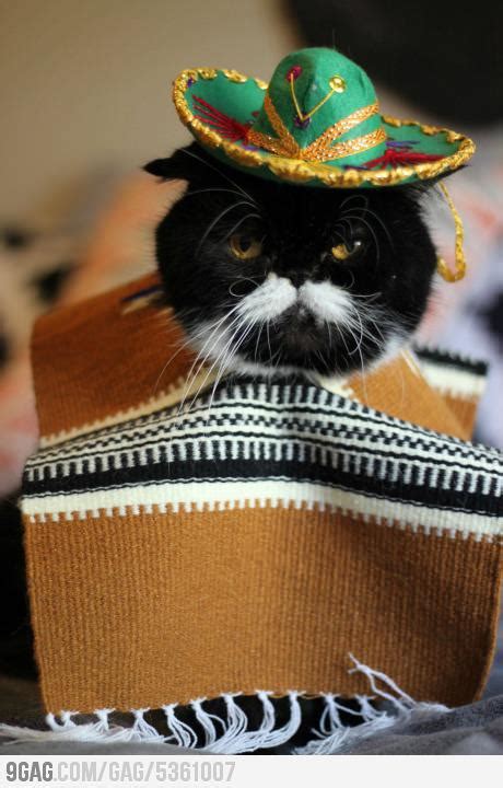 Cats Wearing Sombreros Gallery Ebaums World