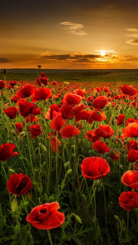 Mar 29, 2021 · whether you need new ideas for your garden, want to change your wallpaper to an image of flowers, or you want to look at pictures of pretty blooms, we've rounded up tons of images of different. Beautiful landscape💐 | Wallpaper nature flowers, Beautiful ...