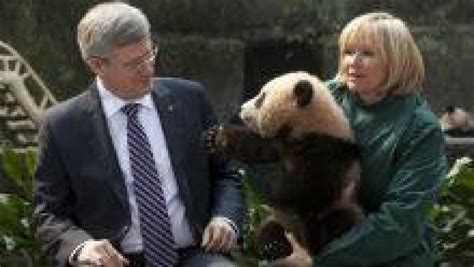 Pandas Being Lent To Calgary Toronto Zoos Cbc News