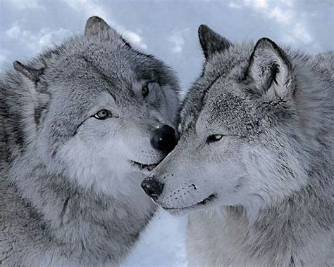 Beautiful Wolves 💖 Wolves Photo 42112774 Fanpop