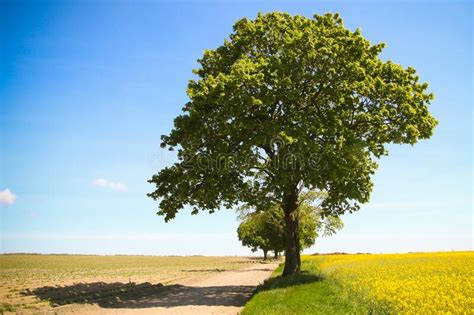 Lonely Tree By The Road Stock Image Image Of Casting 187157965