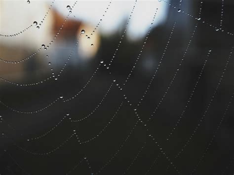 Close Up Photography Of Spider Web · Free Stock Photo