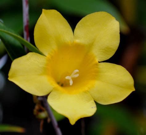 Lucys In The Garden Spotlight On Natives Flowers Nature Garden