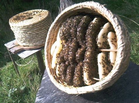 A Look Inside A Skep Bee Keeping Bee Skep Bee Hive
