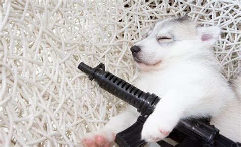 Enough cute puppies to keep any wonderful lady happy for 12 months, and enough guns to keep you from buying more of them and pissing her off; Gun Violence: Dogs Have Shot At Least Six People In The Last Year