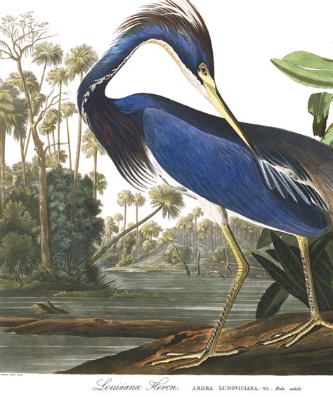 Louisiana Heron | John James Audubon's Birds of America