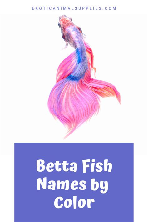 Betta Fish Names By Color Exotic Animal Supplies