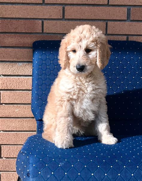 Puppies were born february 19th, 2021. Goldilocks, Trained F1B Goldendoodle Puppy - Man's Best Friend
